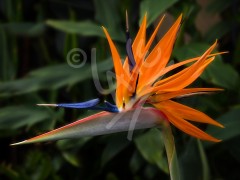TASMANIA Bird of Paradise